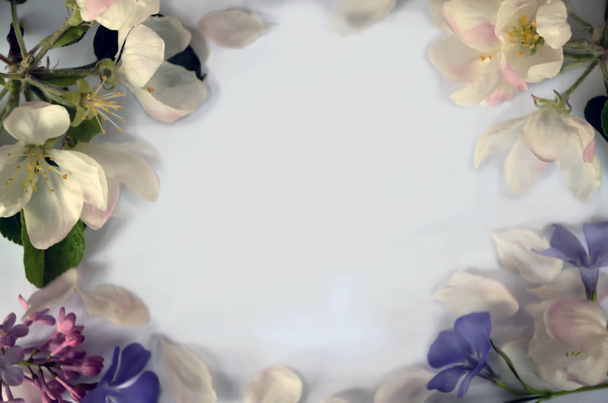 Fond blanc avec des fleurs de printemps
 - Photo, image