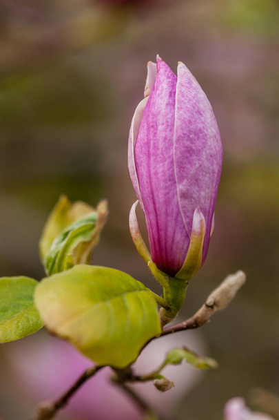 Magnolia floreciente de macro en una rama de primer plano
 - Foto, Imagen