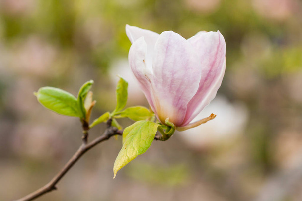Macro blooming magnolia on a close-up branch - Фото, изображение