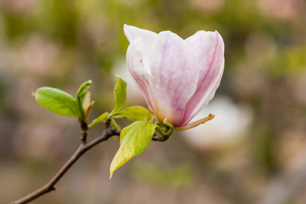 Macro blooming magnolia on a close-up branch - Foto, afbeelding