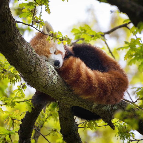 Panda rouge dormant sur l'arbre
 - Photo, image