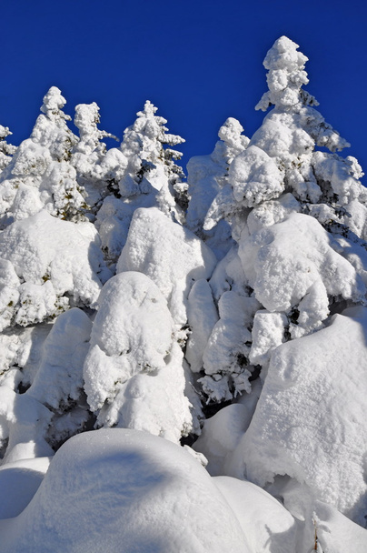 Les sapins sous la neige
 - Photo, image