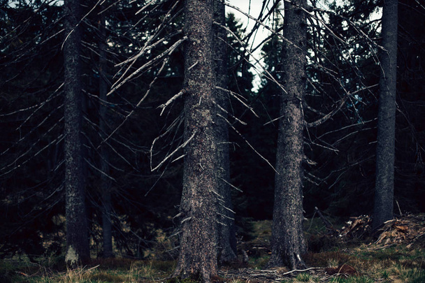 Forest of pine in the mountains - 写真・画像