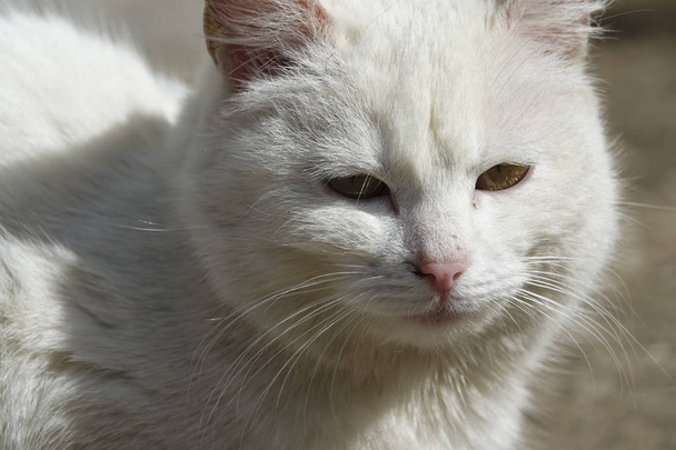 Homeless white cat - Fotoğraf, Görsel