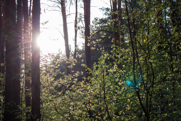 Evening sun breaks through trees in the forest - Foto, imagen