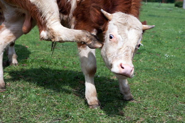 Догляд за домашніми - корова скремблірованіе за вухом у випасу худоби укріплень, Чеська Республіка - Фото, зображення