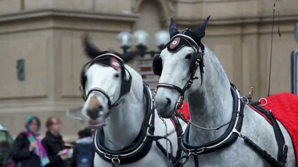 zwei weiße Pferde im Geschirr auf dem Platz - Filmmaterial, Video