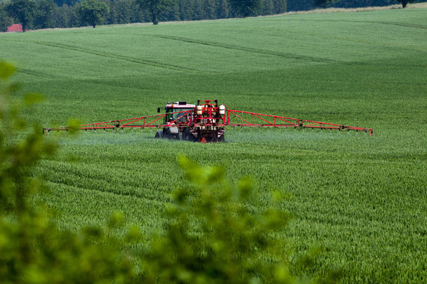 Trattore a spruzzo pesticidi su grande campo verde con grano giovane
 - Foto, immagini