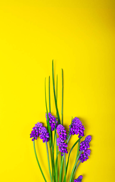Las flores primaverales sobre la superficie amarilla, la flor muscari o m
 - Foto, imagen