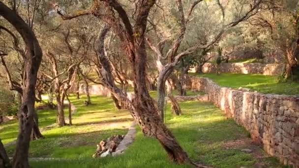 オリーブ畑とモンテネグロの庭園 - 映像、動画
