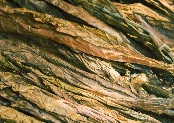 生タバコの葉を乾燥させます。黄金葉の背景。太陽の下でタバコの葉。タバコの成分や原料。タバコ葉の山。タバコ産業用原料の束を残します。自然な喫煙植物葉マウンド写真 - 写真・画像