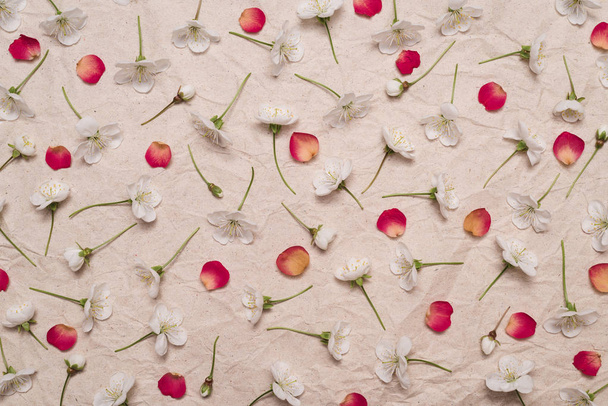 Decorative pattern of white cherry flowers and red petals - Photo, Image