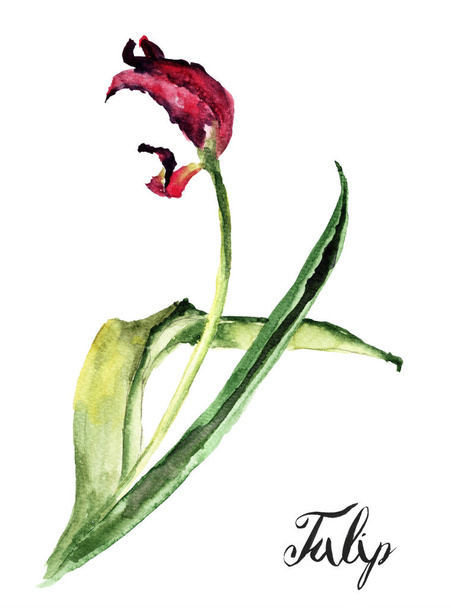 Tulip flower with title Tulip, watercolor illustration - Photo, Image