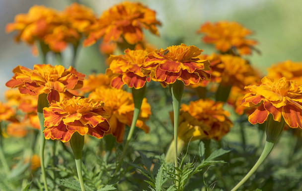 Zlaté žluté marigoldsflora, květinové, detail, fliage, listy,  - Fotografie, Obrázek