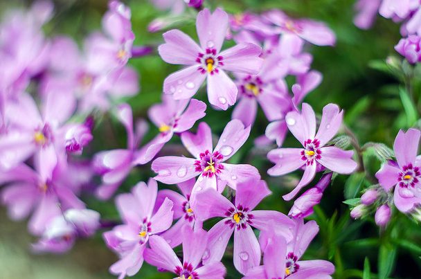 Pienet kukat kukkivat leimukukka vaaleanpunainen
  - Valokuva, kuva