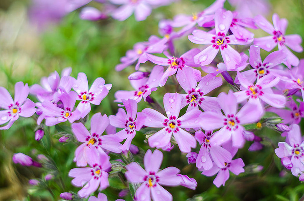 Little flowers blooming phlox pink with  - Photo, Image