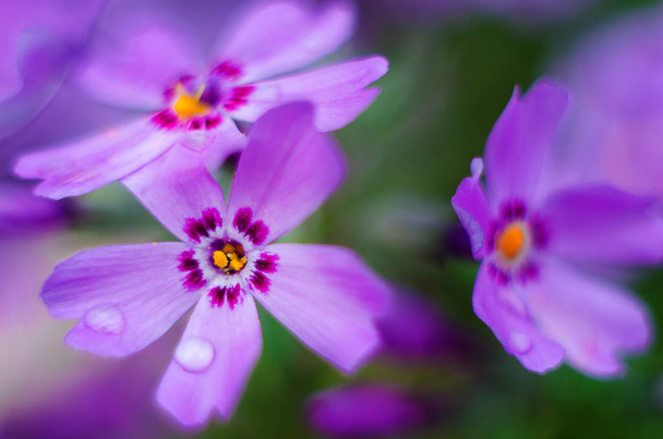 Küçük çiçek açan phlox ile pembe çiçekler  - Fotoğraf, Görsel