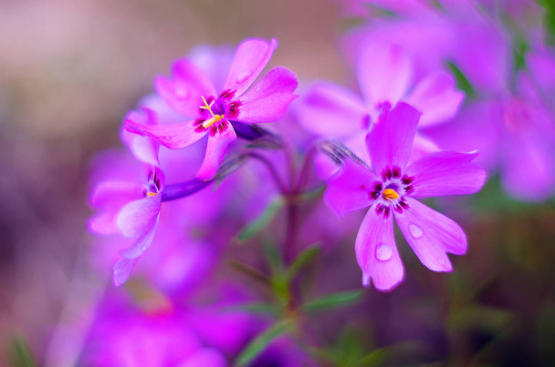 Petites fleurs fleurissant phlox rose avec
  - Photo, image