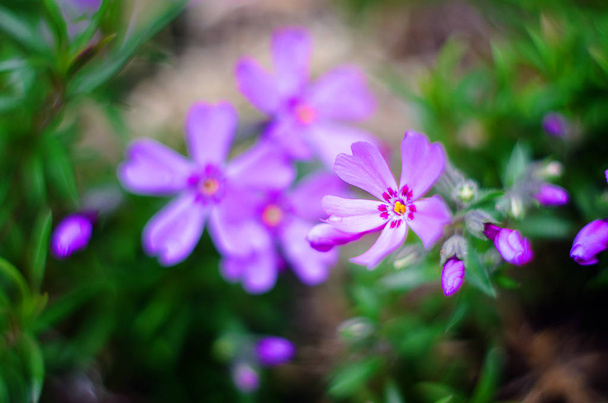 Pienet kukat kukkivat leimukukka vaaleanpunainen
  - Valokuva, kuva