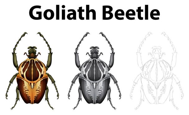 Personaje de Doodle para el escarabajo goliath
 - Vector, imagen