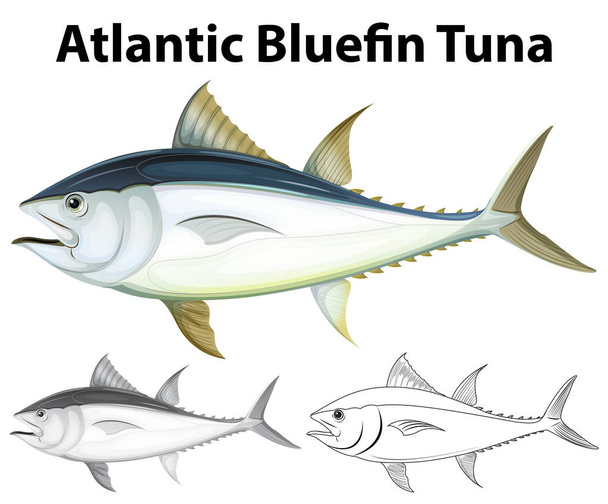 Carácter de redacción del atún rojo atlántico
 - Vector, imagen