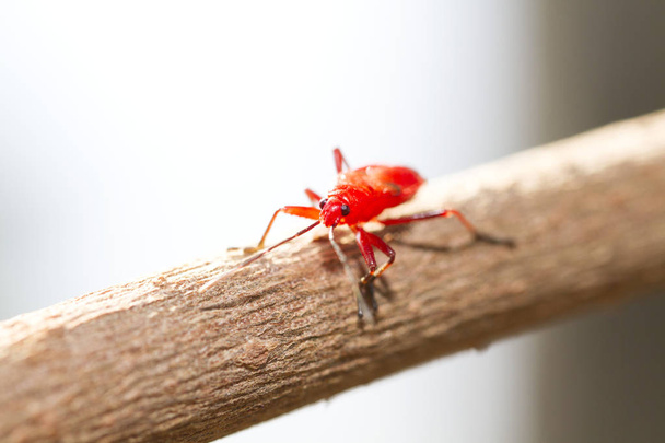 Young firebug walking on dried stick - Photo, Image