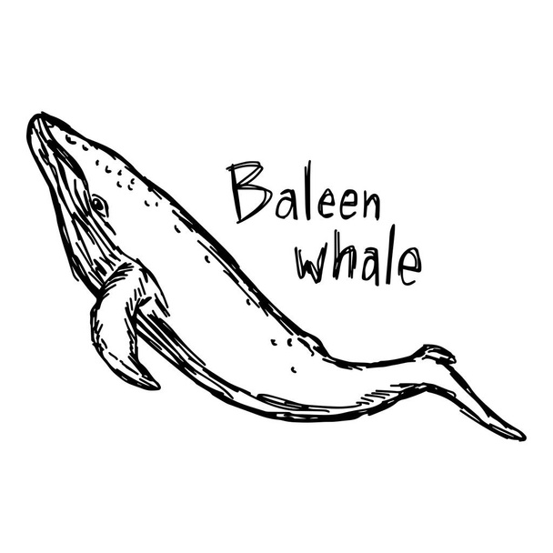 ballena baleen - ilustración vectorial bosquejo dibujado a mano con líneas negras, aislado sobre fondo blanco
 - Vector, imagen