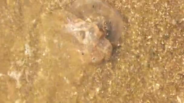 Dead jellyfish in water. - Video