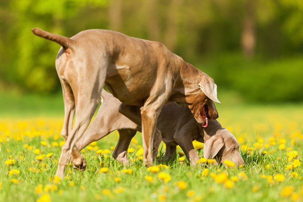 Weimaraner adult and puppy playing on the meadow - Fotoğraf, Görsel