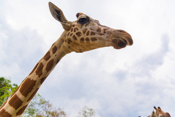 Giraffe walking in park, head and neck. - Zdjęcie, obraz