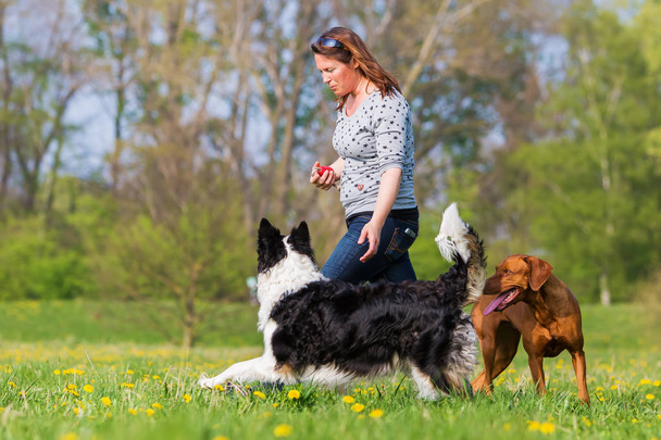 woman plays with two dogs on the meadow - Photo, image