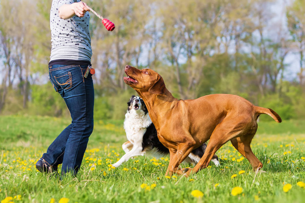 woman plays with two dogs on the meadow - Foto, Bild