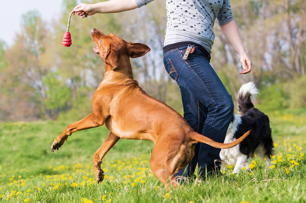 woman plays with two dogs on the meadow - Photo, Image