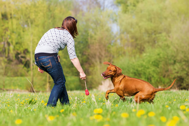 woman plays with a Rhodesian ridgeback on the meadow - 写真・画像