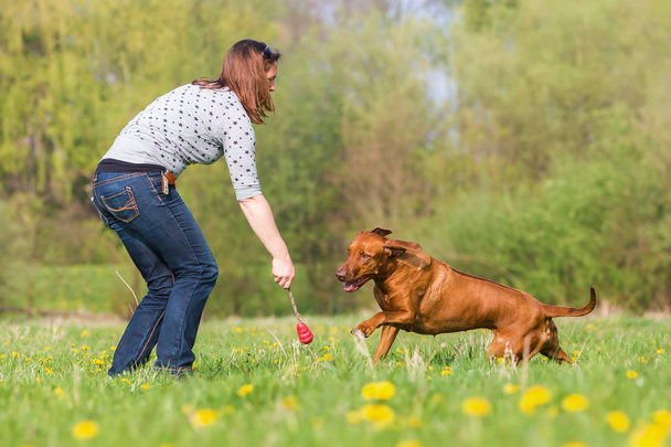 woman plays with a Rhodesian ridgeback on the meadow - Photo, Image