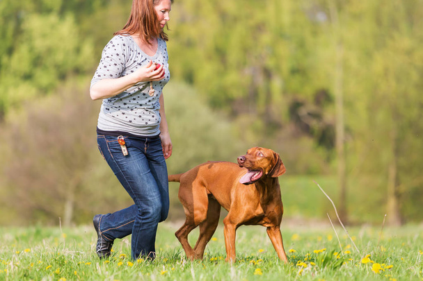 woman plays with a Rhodesian ridgeback on the meadow - Foto, immagini
