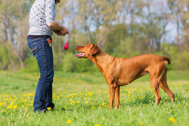 woman plays with a Rhodesian ridgeback on the meadow - Foto, immagini