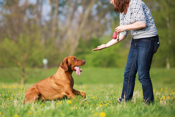 woman plays with a Rhodesian ridgeback on the meadow - 写真・画像