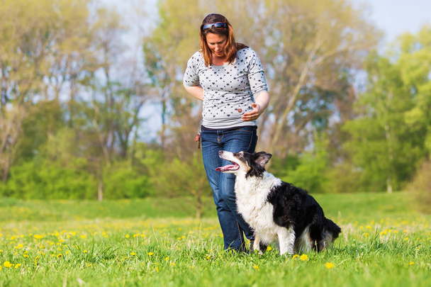 woman making dog dancing with a Border Collie - Foto, Bild