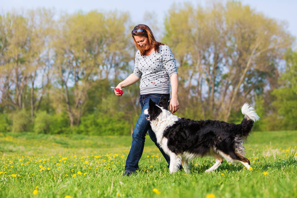 woman making dog dancing with a Border Collie - Foto, Imagem