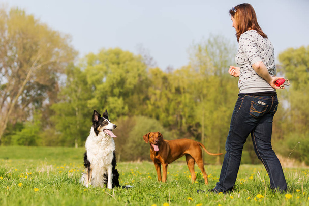 woman plays with two dogs on the meadow - Zdjęcie, obraz