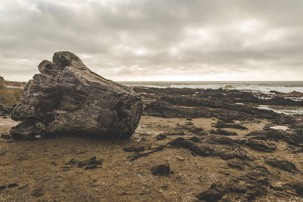 Velké naplaveného dřeva pařezu na skalnaté pláži - Fotografie, Obrázek