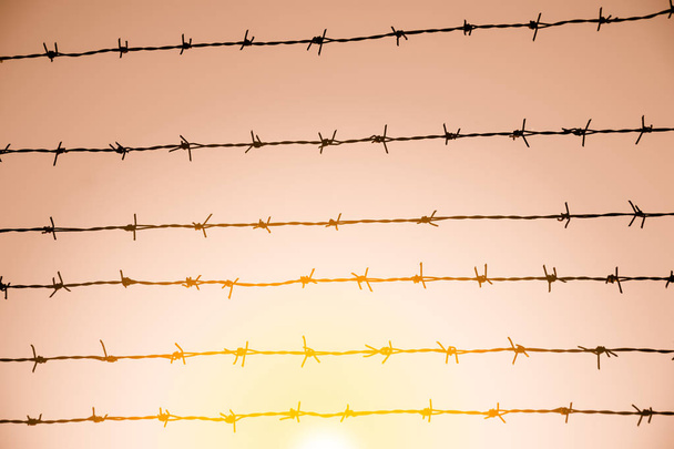 the barbed wire on sky background with sunset - Photo, Image
