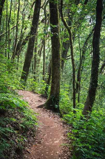 Route à l'intérieur forêt tropicale
 - Photo, image