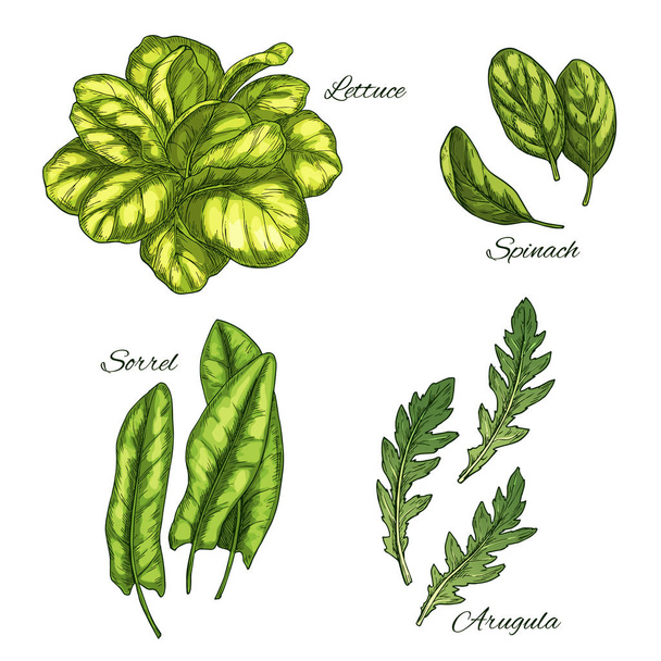 Πράσινη σαλάτα με λαχανικά και φύλλο σκίτσο σετ - Διάνυσμα, εικόνα