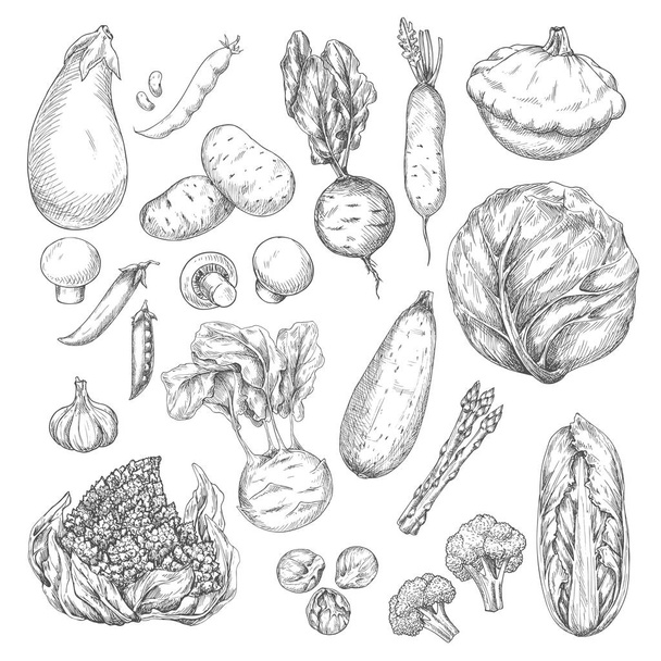 Gemüse- und Pilzskizzenset für die Lebensmittelgestaltung - Vektor, Bild