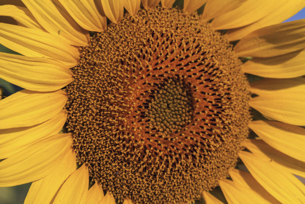 Close-up of sun flower against a blue sky - Fotó, kép