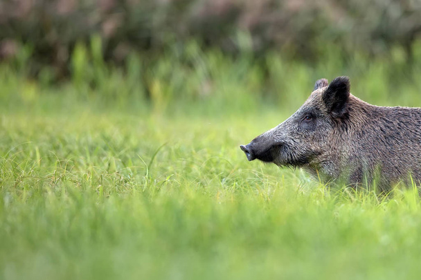 Wildschweine im Gras, ein Porträt  - Foto, Bild