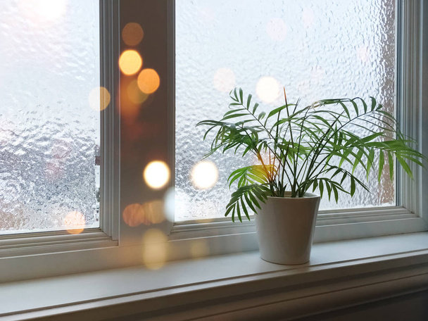 Huurrettu ikkuna, vihreä kasvi ja valot
 - Valokuva, kuva