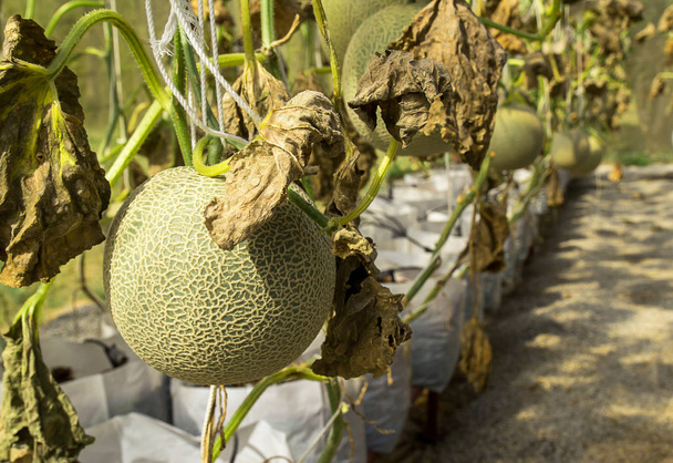 Melone fresco coltivato in serre protezione insetti
 - Foto, immagini